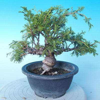 Odkryty bonsai - Juniperus chinensis ITOIGAWA - chiński jałowiec - 3