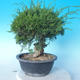 Odkryty bonsai - Juniperus chinensis ITOIGAWA - chiński jałowiec - 3/6