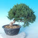 Odkryty bonsai - Juniperus chinensis ITOIGAWA - chiński jałowiec - 3/6