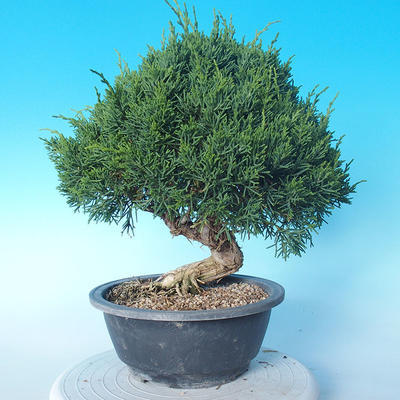 Odkryty bonsai - Juniperus chinensis ITOIGAWA - chiński jałowiec - 3