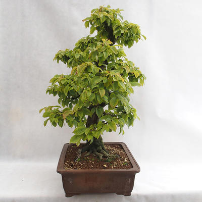 Outdoor bonsai - Grab - Carpinus betulus VB2019-26689 - 3