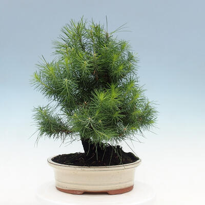 Kryty bonsai-Pinus halepensis-sosna Aleppo - 3