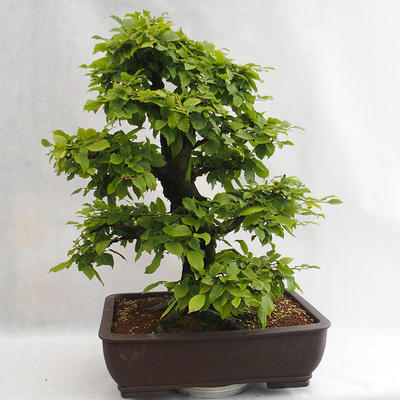 Outdoor bonsai - Grab - Carpinus betulus VB2019-26690 - 3