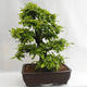 Outdoor bonsai - Grab - Carpinus betulus VB2019-26690 - 3/5