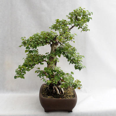 Outdoor bonsai - Betula verrucosa - brzoza srebrna VB2019-26695 - 3