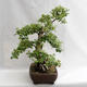 Outdoor bonsai - Betula verrucosa - brzoza srebrna VB2019-26695 - 3/5