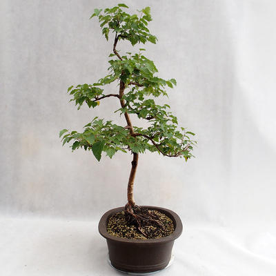 Outdoor bonsai - Betula verrucosa - brzoza srebrna VB2019-26696 - 3