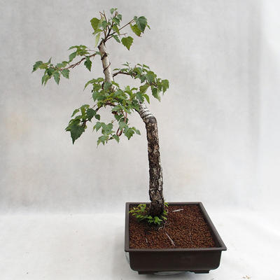 Outdoor bonsai - Betula verrucosa - brzoza srebrna VB2019-26697 - 3