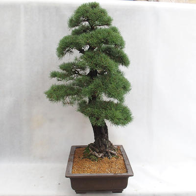 Outdoor bonsai - Pinus sylvestris - sosna zwyczajna VB2019-26699 - 3