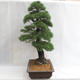 Outdoor bonsai - Pinus sylvestris - sosna zwyczajna VB2019-26699 - 3/6