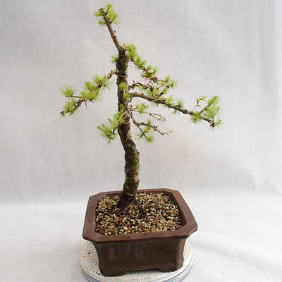 Outdoor bonsai - Larix decidua - Modrzew europejski VB2019-26702 - 3