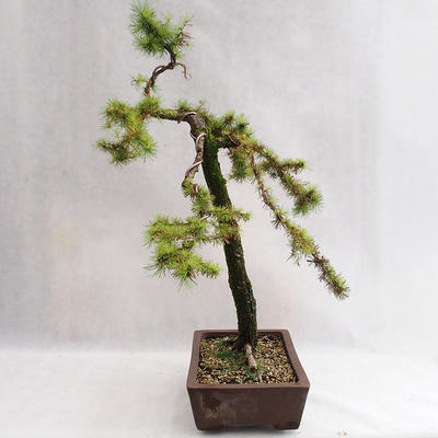 Outdoor bonsai - Larix decidua - Modrzew europejski VB2019-26704 - 3