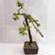Outdoor bonsai - Larix decidua - Modrzew europejski VB2019-26704 - 3/5