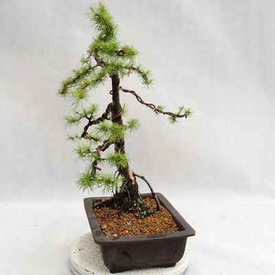 Outdoor bonsai - Larix decidua - modrzew europejski VB2019-26707 - 3