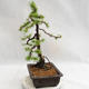 Outdoor bonsai - Larix decidua - modrzew europejski VB2019-26707 - 3/5