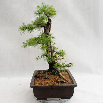 Outdoor bonsai - Larix decidua - modrzew europejski VB2019-26708 - 3