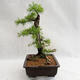 Outdoor bonsai - Larix decidua - modrzew europejski VB2019-26708 - 3/5