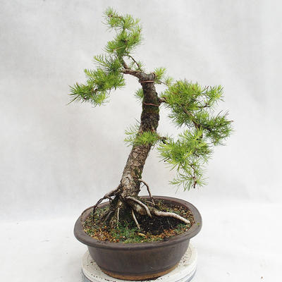 Outdoor bonsai - Larix decidua - Modrzew europejski VB2019-26709 - 3