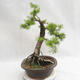 Outdoor bonsai - Larix decidua - Modrzew europejski VB2019-26709 - 3/5