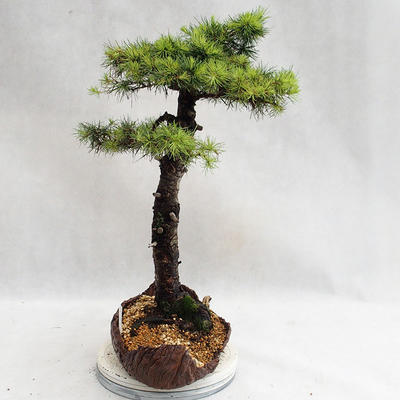 Outdoor bonsai - Larix decidua - Modrzew europejski VB2019-26710 - 3