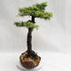 Outdoor bonsai - Larix decidua - Modrzew europejski VB2019-26710 - 3/5