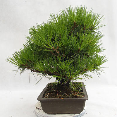 Outdoor bonsai - Pinus thunbergii Corticosa - sosna Thunberga VB2019-26712 - 3