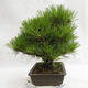Outdoor bonsai - Pinus thunbergii Corticosa - sosna Thunberga VB2019-26712 - 3/5