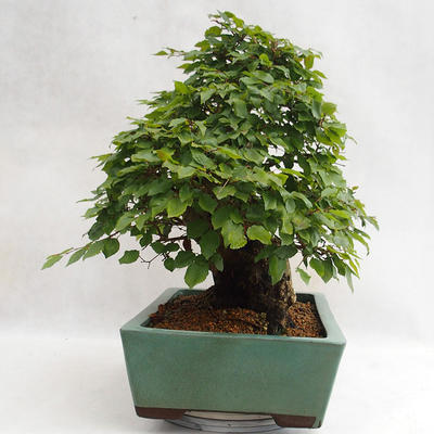 Outdoor bonsai - koreański grab - Carpinus carpinoides VB2019-26715 - 3