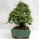 Outdoor bonsai - koreański grab - Carpinus carpinoides VB2019-26715 - 3/5