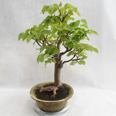 Outdoor bonsai - Wapno w kształcie serca - Tilia cordata 404-VB2019-26717 - 3