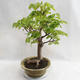 Outdoor bonsai - Wapno w kształcie serca - Tilia cordata 404-VB2019-26717 - 3/5