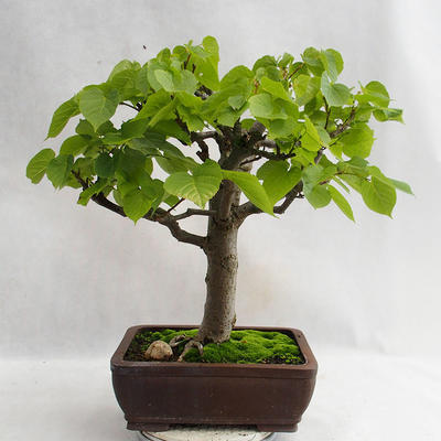 Outdoor bonsai - Wapno w kształcie serca - Tilia cordata 404-VB2019-26718 - 3