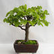 Outdoor bonsai - Wapno w kształcie serca - Tilia cordata 404-VB2019-26718 - 3/5