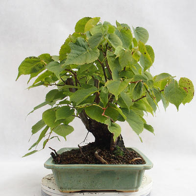 Outdoor bonsai - Wapno w kształcie serca - Tilia cordata 404-VB2019-26719 - 3