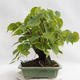 Outdoor bonsai - Wapno w kształcie serca - Tilia cordata 404-VB2019-26719 - 3/5