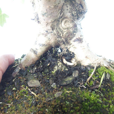 Outdoor bonsai-Acer campestre-Maple Babyb 408-VB2019-26807 - 3