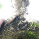 Outdoor bonsai-Acer campestre-Maple Babyb 408-VB2019-26807 - 3/5