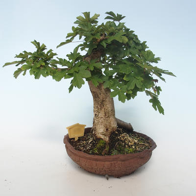 Outdoor bonsai-Acer campestre-Maple Baby 408-VB2019-26808 - 3