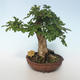 Outdoor bonsai-Acer campestre-Maple Baby 408-VB2019-26808 - 3/3