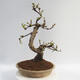 Outdoor bonsai - Pseudocydonia sinensis - pigwa chińska - 3/5