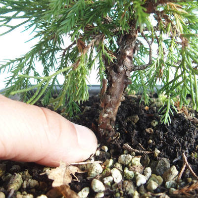 Outdoor bonsai - Juniperus chinensis Itoigava-chiński jałowiec VB2019-26890 - 3