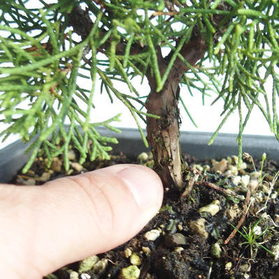 Outdoor bonsai - Juniperus chinensis Itoigava-chiński jałowiec VB2019-26893 - 3