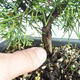 Outdoor bonsai - Juniperus chinensis Itoigava-chiński jałowiec VB2019-26893 - 3/3