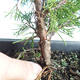 Outdoor bonsai - Juniperus chinensis Itoigava-chiński jałowiec VB2019-26896 - 3/3