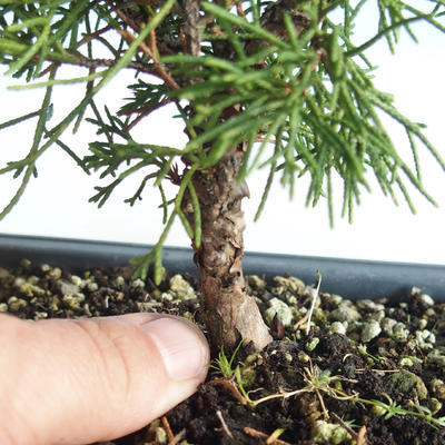 Outdoor bonsai - Juniperus chinensis Itoigava-chiński jałowiec VB2019-26898 - 3