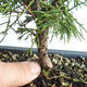 Outdoor bonsai - Juniperus chinensis Itoigava-chiński jałowiec VB2019-26898 - 3/3
