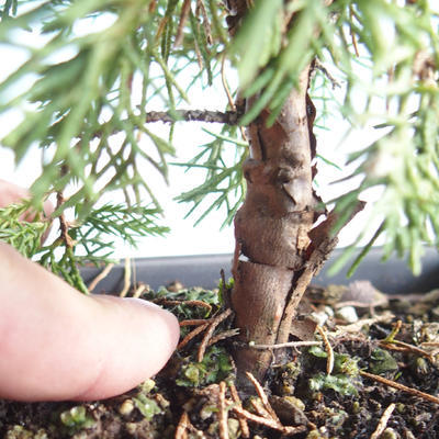 Outdoor bonsai - Juniperus chinensis Itoigava-chiński jałowiec VB2019-26899 - 3