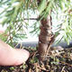 Outdoor bonsai - Juniperus chinensis Itoigava-chiński jałowiec VB2019-26899 - 3/3
