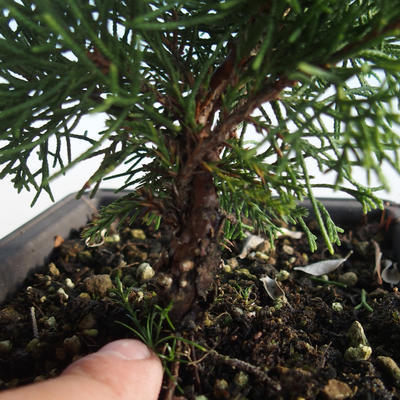 Outdoor bonsai - Juniperus chinensis Itoigava-chiński jałowiec VB2019-26905 - 3