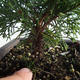 Outdoor bonsai - Juniperus chinensis Itoigava-chiński jałowiec VB2019-26905 - 3/3